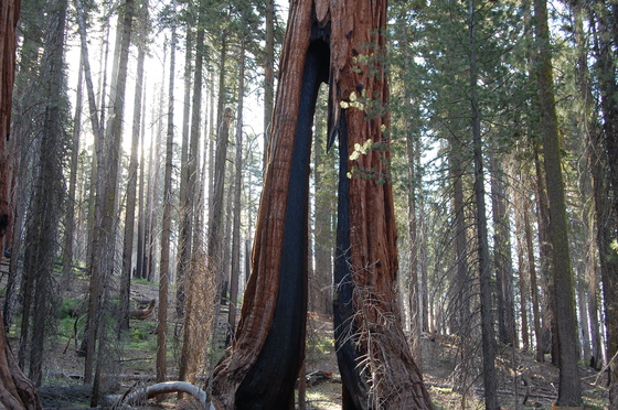 Yosemite 