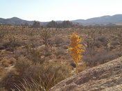 Joshua Tree