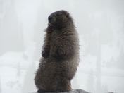 Mt Rainier National Park
