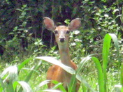 Victory National Park