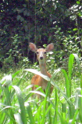 Victory National Park