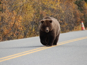 Denali National Park