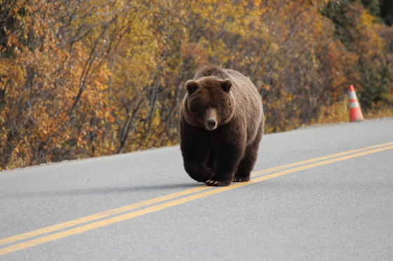 Denali National Park