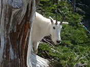 Glacier National Park
