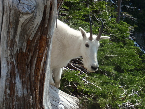 Glacier National Park