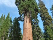 Sequioa National Park