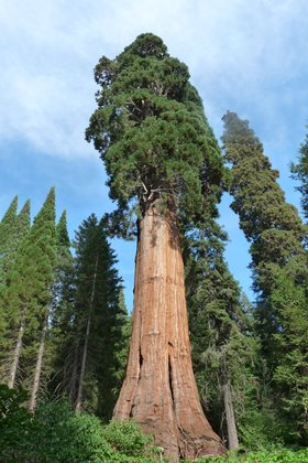 Sequioa National Park