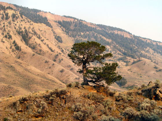 Yellowstone