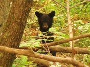 Great Smokey Mountain National Park