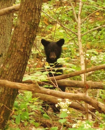 Great Smokey Mountain National Park