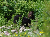 YELLOWSTONE NATIONAL PARK