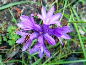 Umpqua National Forest