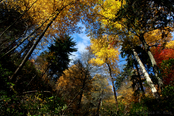 Great Smoky Mountains National Park