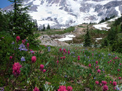Mt Rainier NP