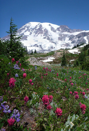 Mt Rainier NP
