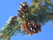 Grand Teton National Park