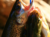 Stanislaus National Forest