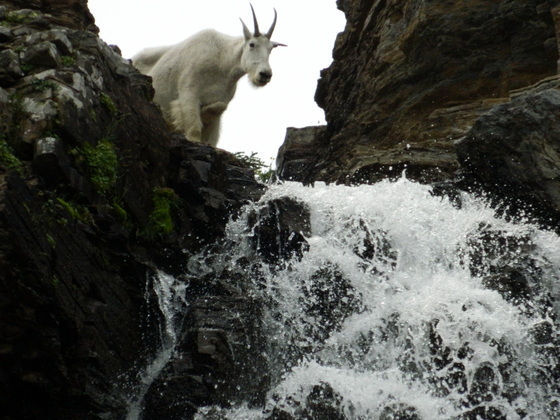 Glaier National Park