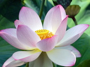 Kenilworth Aquatic Gardens