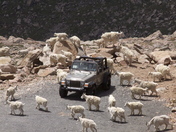 Arapaho-Roosevelt National Forest