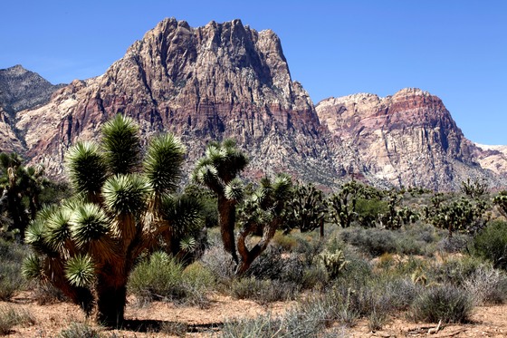 Red Rock Canyon National Conservation Area