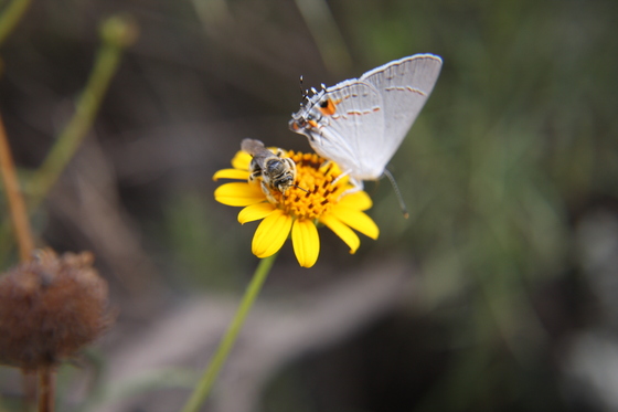 Guadalupe Mountains National Park