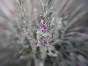 Saguaro National Park