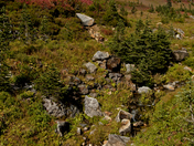Mount Rainier National Park