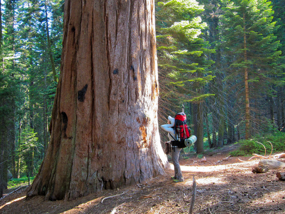 Sequoia National Park