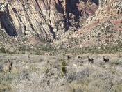 Red Rock National Forest