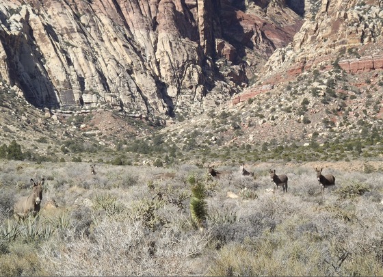 Red Rock National Forest