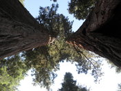 Sequoia