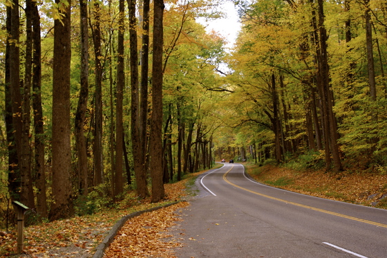 Great Smokey Mountains