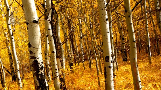 Grand Teton National Park