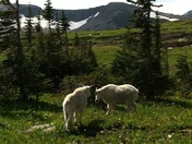 Glacier National Park