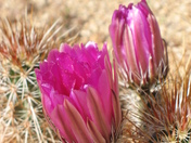 Joshua Tree National Park