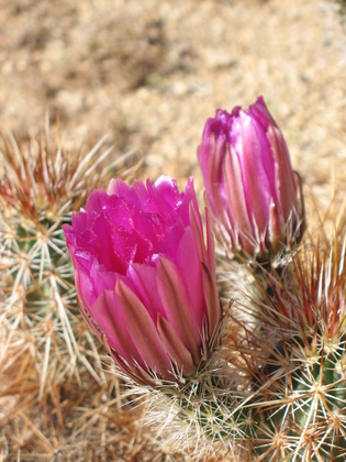 Joshua Tree National Park