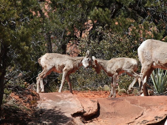 Zion NP