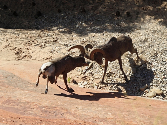 Zion NP