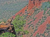 Tonto National Forest
