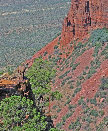Tonto National Forest