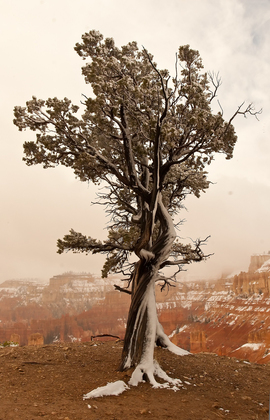 Bryce Canyon