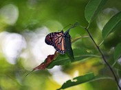 Abraham Lincoln Birthplace National Historical Park