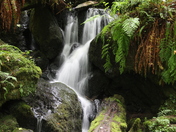 Redwood National Park