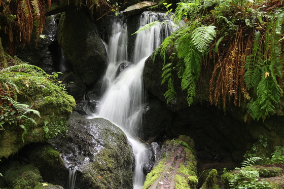 Redwood National Park