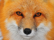Fox Portrait