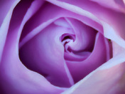 Purple Rose