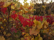 Minnesota Valley National Wildlife Refuge