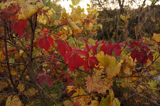 Minnesota Valley National Wildlife Refuge