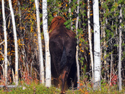 Bison Departing Through Birch